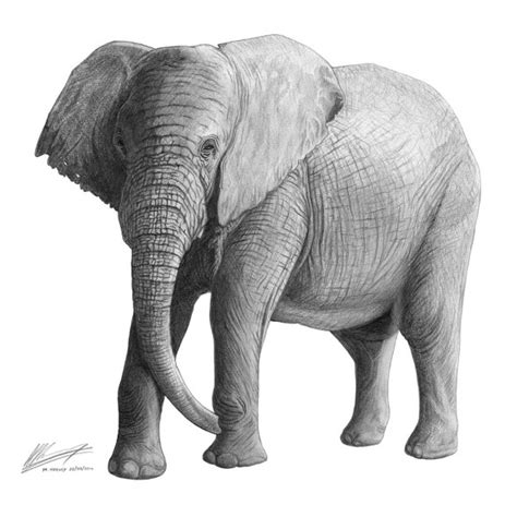 South African Elephant: A3 pencil drawing | Matt Harvey's portfolio