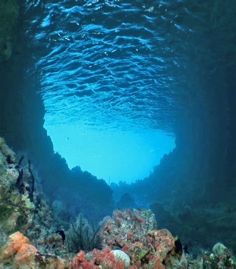 ripples of gratitude: Underwater forests