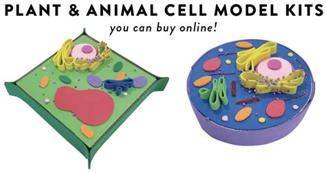 Plant Cell 3d Model Clay