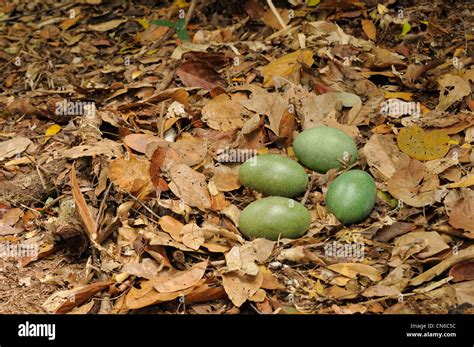 Southern Cassowary Casuarius casuarius Nest with four eggs Photographed ...