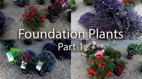 Lots of Foundation Plants - Part 1 - YouTube