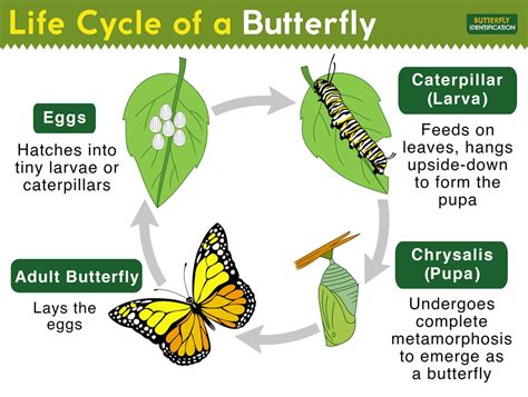 The Butterfly Lifecycle - Simplified! - Johnny Butterflyseed