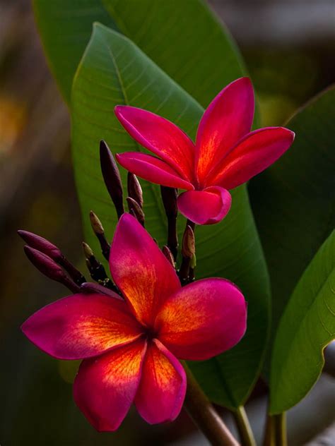 59 best Plumeria Collection by color images on Pinterest | Tropical ...