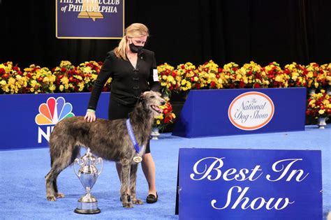 Best in Show winner at 2021 National Dog Show makes history