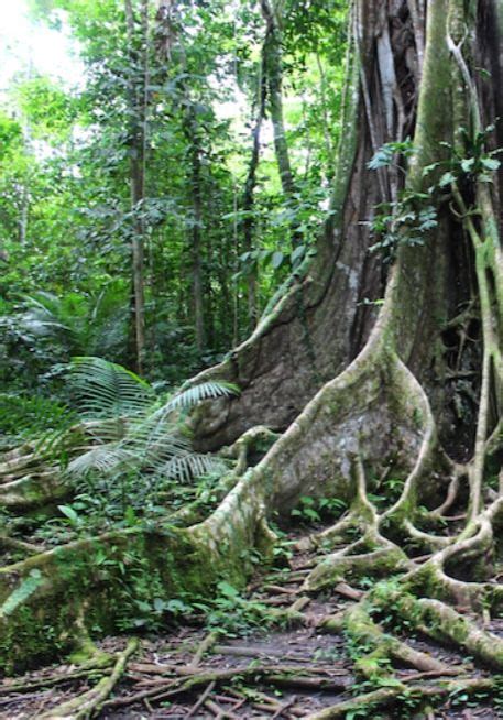 JAU NATIONAL PARK, Brazil: is one of the planet’s richest regions in ...