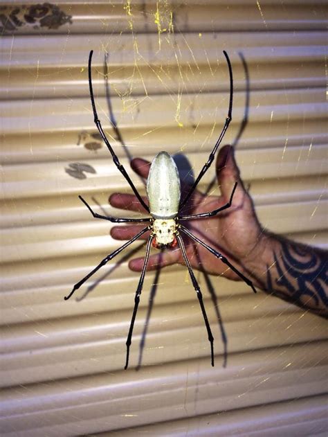 Bird Eating Spider