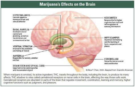 How does marijuana produce its effects? | National Institute on Drug ...