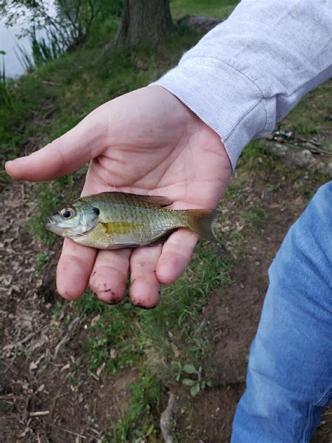 Little baby bluegill : r/Fishing