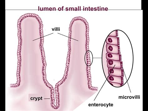 Nuevo mecanismo de células madre descubierto en el intestino - Salud