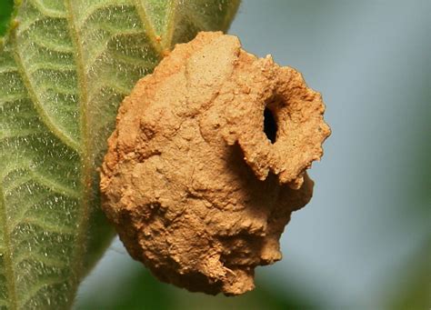 Potter Wasp Nest | The name "potter wasp" derives from the s… | Flickr