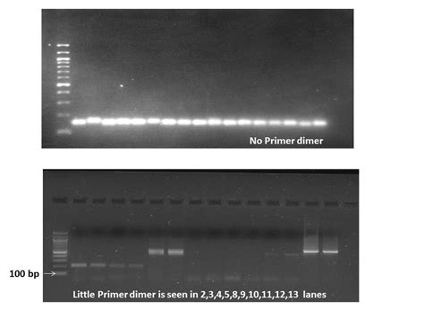 Dimer vs PCR product