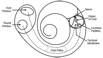 Organ Of Corti Ear Diagram