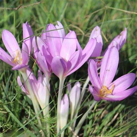 20 Types Of Popular Colchicum Pictorial Guide