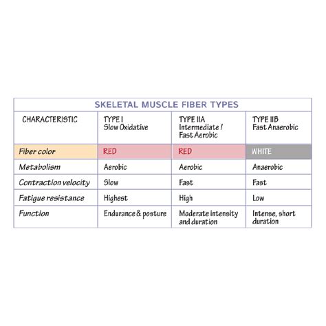 Physiology Glossary: Skeletal Muscle Fiber Types | ditki medical ...