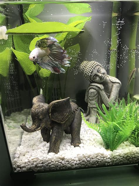 Betta fish tank ideas | Fish tank themes, Fish tank terrarium, Fish ...