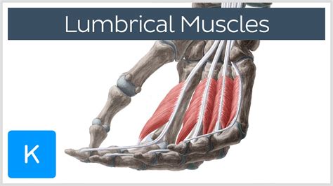 Lumbrical muscles of the Hand - Origin, Insertion & Function - Anatomy ...