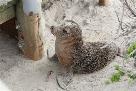 Seal Bay | Kangaroo Island Australia