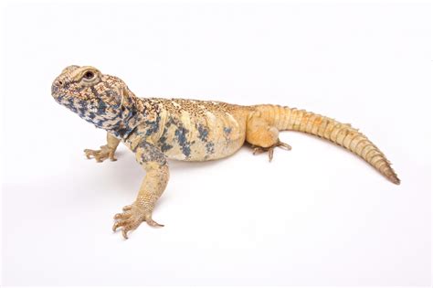 Uromastyx Care Guide | Long Island Birds & Exotic Veterinary Clinicic ...