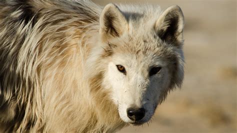 Arctic Wolves Fighting