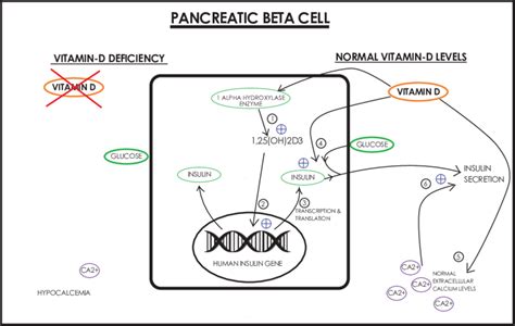 FIGURE1: mechanism of vitamin D action on pancreas (1) Alpha ...