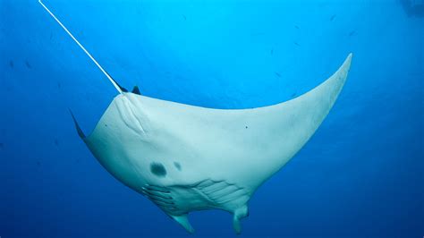 Stunning pictures of a massive shoal of Mobula rays in Mexico - CGTN