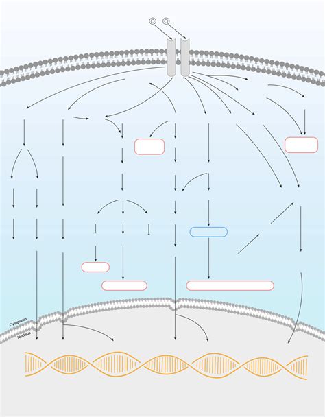 EGFR Signaling Pathway - Elabscience