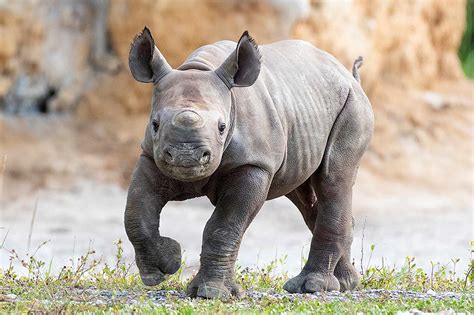 Endangered Black Rhino Calf Born at Zoo Miami