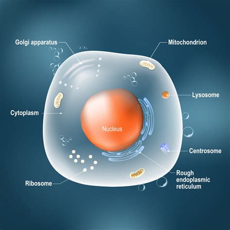 Nucleus Function: What Is A Nucleus? What Does The Nucleus Do?