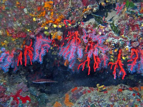 Corallidae - Corallium rubrum | Reef tank, Sealife, Painting