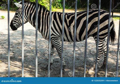 Zebra at the zoo stock image. Image of abstract, head - 122025209