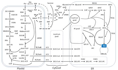 Soybean Lipid Biosynthesis Pathway