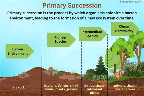 Primary Succession Definition and Examples