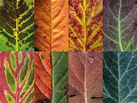 Photographer Captured Hundreds Of Leaves To Show The Beauty Of ...