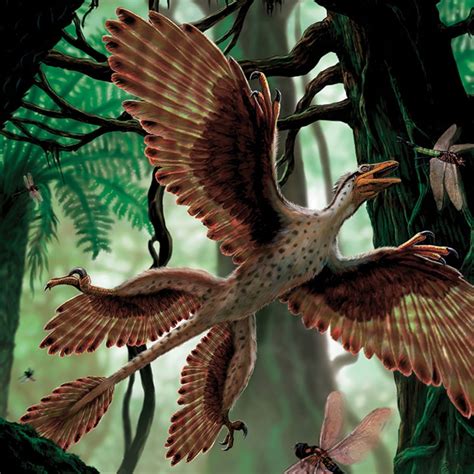 Microraptor Size