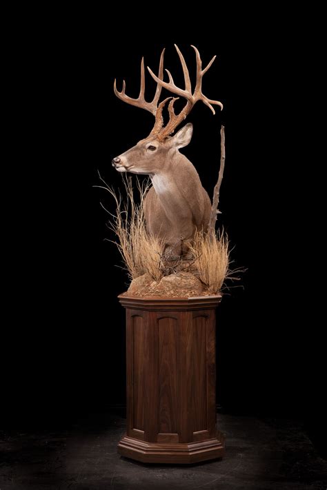 93 – Whitetail Deer | Deer hunting decor, Deer mounts, Deer mount decor