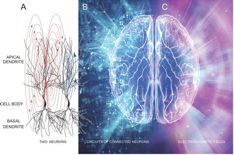 Frontiers | Consciousness and inward electromagnetic field interactions