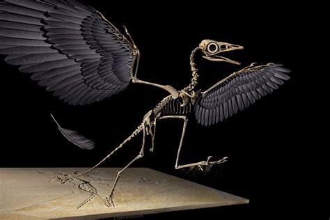 Dinosaur Feather Study Debunked: Overwhelming Evidence Supports ...