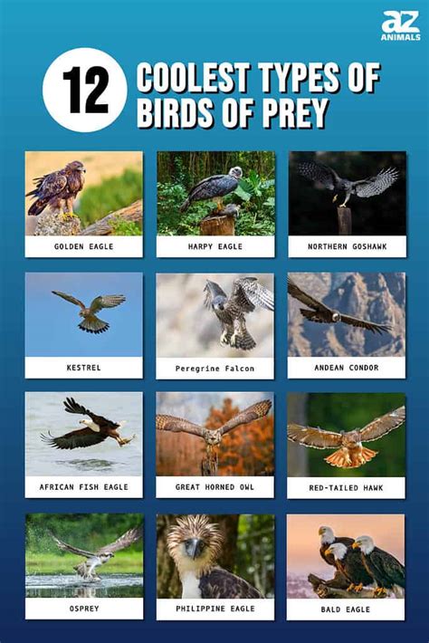 Birds Animals List