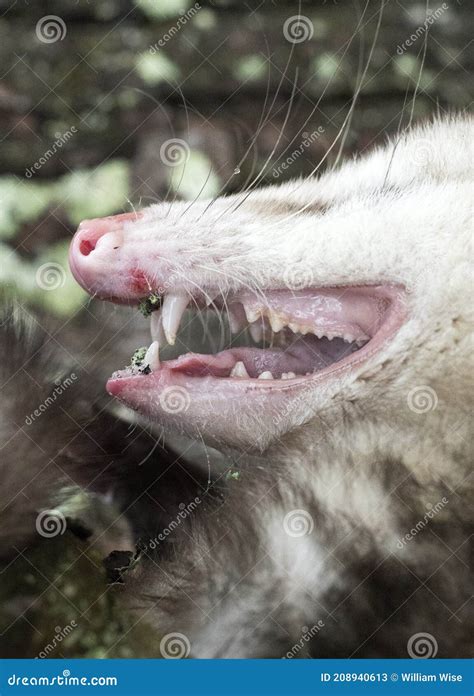 Possum Teeth