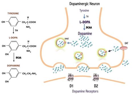 Synthesis of dopamine from L-DOPA in the dopaminergic nerve terminals ...