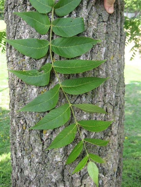 Basic Tree | Tree Identification | Regional and Community Forestry ...