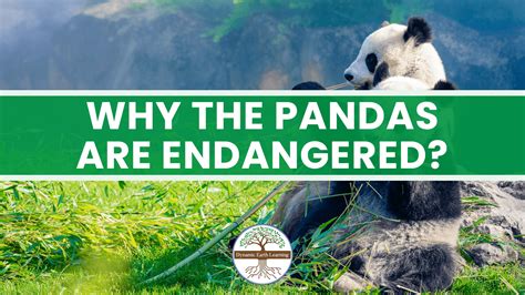 WHY THE PANDAS ARE ENDANGERED? https://www.linkedin.com/pulse/why ...