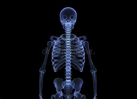 X-ray of the human body stock illustration | Xray art, Human body ...