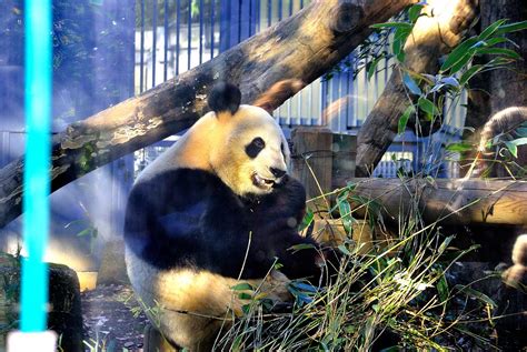 Tokyo, Japan - Ueno zoo pandas - Enrico Pescantini Travel Photographer