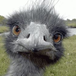 Ostrich GIFs - Get the best GIF on GIPHY