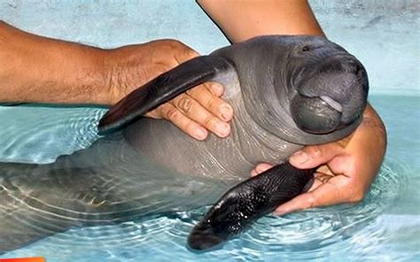 Baby manatee