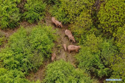 Yunnan makes efforts to escort elephant herd's migration north ...