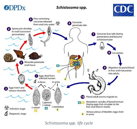 Schistosomiasis | LDBIO Diagnostics