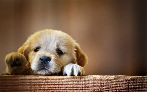 Adorable Puppy HD Wallpaper: A Bundle of Joy