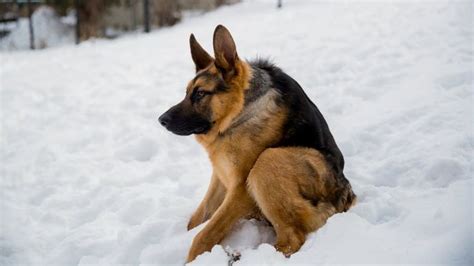 Meet Quasimodo The Hunchback Dog | Dogs, German shepherd dogs, German ...